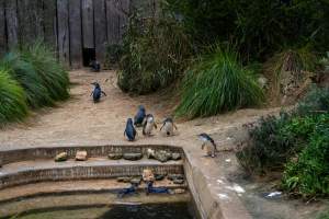 Little penguin enclosure at Adelaide Zoo - Captured at Adelaide Zoo, Adelaide SA Australia.