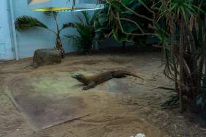 Komodo dragon at Adelaide Zoo - Captured at Adelaide Zoo, Adelaide SA Australia.