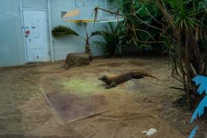 Komodo dragon at Adelaide Zoo - Captured at Adelaide Zoo, Adelaide SA Australia.