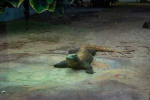 Komodo dragon at Adelaide Zoo - Captured at Adelaide Zoo, Adelaide SA Australia.