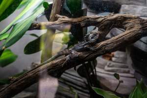Lizard at Adelaide Zoo - Captured at Adelaide Zoo, Adelaide SA Australia.