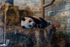 Giant Panda at Adelaide Zoo - Captured at Adelaide Zoo, Adelaide SA Australia.