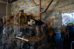 Giant Panda at Adelaide Zoo - Captured at Adelaide Zoo, Adelaide SA Australia.