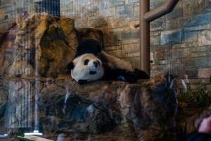 Giant panda at Adelaide Zoo - Captured at Adelaide Zoo, Adelaide SA Australia.
