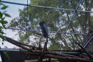 Cockatoo in aviary at Adelaide Zoo - Captured at Adelaide Zoo, Adelaide SA Australia.