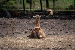 Alpaca enclosure - Captured at Darling Downs Zoo, Pilton QLD Australia.
