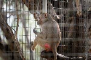 Baboon in enclosure - Captured at Darling Downs Zoo, Pilton QLD Australia.