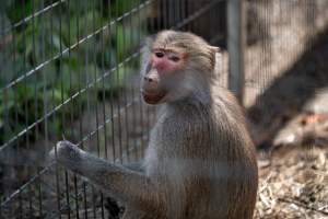 Baboon in enclosure - Captured at Darling Downs Zoo, Pilton QLD Australia.