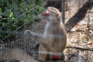 Baboon in enclosure - Captured at Darling Downs Zoo, Pilton QLD Australia.