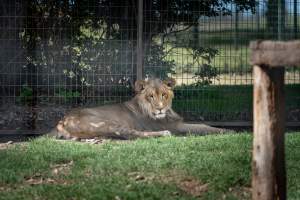 Young lion in enclosure - Captured at Darling Downs Zoo, Pilton QLD Australia.