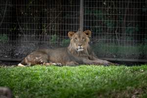 Young lion in enclosure - Captured at Darling Downs Zoo, Pilton QLD Australia.