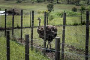 Ostrich behind a fence - Captured at Darling Downs Zoo, Pilton QLD Australia.