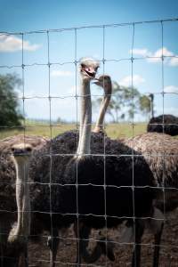 Ostrich behind a fence - Captured at Darling Downs Zoo, Pilton QLD Australia.