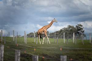 A giraffe in a paddock - Captured at Darling Downs Zoo, Pilton QLD Australia.