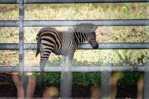 A zebra in a yard - Captured at Darling Downs Zoo, Pilton QLD Australia.