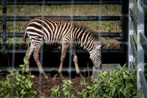 A zebra in a yard - Captured at Darling Downs Zoo, Pilton QLD Australia.