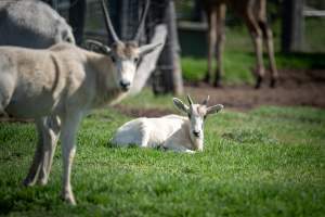 Baby Addax in a paddock - Captured at Darling Downs Zoo, Pilton QLD Australia.