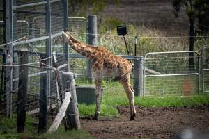 Young giraffe stands by a gate - Captured at Darling Downs Zoo, Pilton QLD Australia.