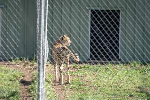 A cheetah behind a fence - Captured at Darling Downs Zoo, Pilton QLD Australia.