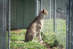 A cheetah looks through a fence - Captured at Darling Downs Zoo, Pilton QLD Australia.