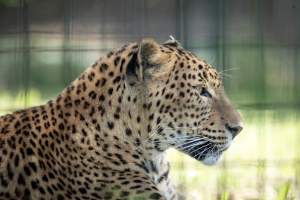 A leopard in an enclosure - Captured at Darling Downs Zoo, Pilton QLD Australia.