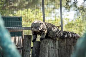 A Binturong in an enclosure - Captured at Darling Downs Zoo, Pilton QLD Australia.