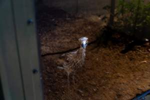 Curlew behind glass - Captured at Darling Downs Zoo, Pilton QLD Australia.