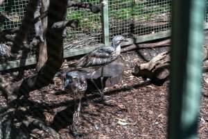 Curlew behind fence - Captured at Darling Downs Zoo, Pilton QLD Australia.