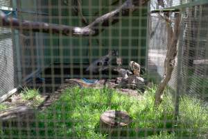 Owl enclosure - Captured at Darling Downs Zoo, Pilton QLD Australia.