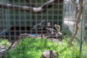 Owl enclosure - Captured at Darling Downs Zoo, Pilton QLD Australia.