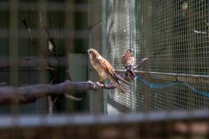 Captive hawk - Captured at Darling Downs Zoo, Pilton QLD Australia.