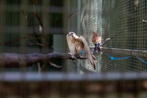 Captive hawk flaps wings - Captured at Darling Downs Zoo, Pilton QLD Australia.