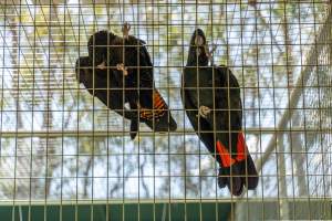 Captive cockatoos - Captured at Darling Downs Zoo, Pilton QLD Australia.
