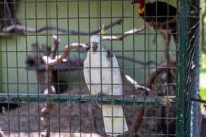 Captive cockatoo - Captured at Darling Downs Zoo, Pilton QLD Australia.