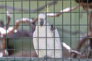 Captive cockatoo - Captured at Darling Downs Zoo, Pilton QLD Australia.