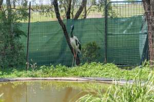 Captive stork - Captured at Darling Downs Zoo, Pilton QLD Australia.
