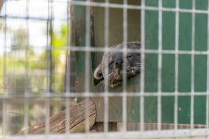 Sleeping Binturong - Captured at Darling Downs Zoo, Pilton QLD Australia.