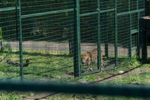 Leopard paces along fence - Captured at Darling Downs Zoo, Pilton QLD Australia.