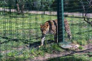 Leopard paces along fence - Captured at Darling Downs Zoo, Pilton QLD Australia.