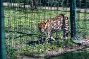 Leopard paces along fence - Captured at Darling Downs Zoo, Pilton QLD Australia.