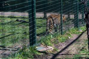 Leopard paces along fence - Captured at Darling Downs Zoo, Pilton QLD Australia.
