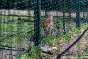 Leopard paces along fence - Captured at Darling Downs Zoo, Pilton QLD Australia.