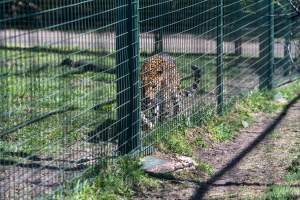 Leopard paces along fence - Captured at Darling Downs Zoo, Pilton QLD Australia.