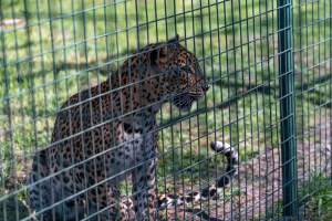Leopard growls next to fence - Captured at Darling Downs Zoo, Pilton QLD Australia.