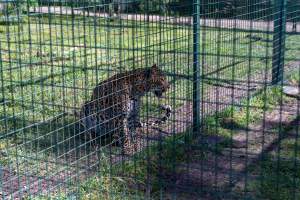 Leopard growls next to fence - Captured at Darling Downs Zoo, Pilton QLD Australia.