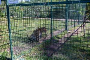Leopard growls next to fence - Captured at Darling Downs Zoo, Pilton QLD Australia.