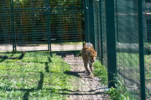 Leopard paces along fence - Captured at Darling Downs Zoo, Pilton QLD Australia.
