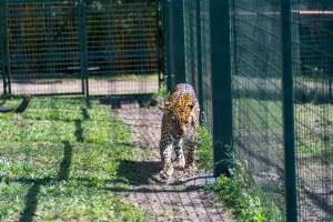 Leopard paces along fence - Captured at Darling Downs Zoo, Pilton QLD Australia.