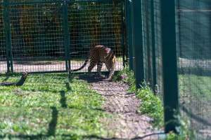 Leopard paces along fence - Captured at Darling Downs Zoo, Pilton QLD Australia.