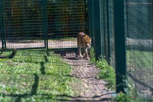 Leopard paces along fence - Captured at Darling Downs Zoo, Pilton QLD Australia.